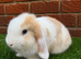 Pure breed mini lop bucks