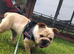 Female French bulldog