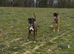 Boxer female 15 month