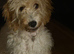 Cockapoo