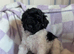 Beautiful Miniature poodle