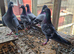 Raceing pigeons