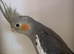 Baby Cockatiel