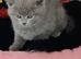 BEAUTIFUL LITTLE RUSSIAN BLUE KITTENS 9 WEEKS OLD