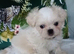 Maltese X Imperial Shih Tzu puppies