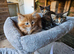 Maine Coon kittens