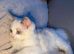 My last ragdoll boy