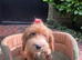Daisy the cockapoo