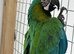 Rare stunning  Hybrid milligold macaw