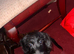 Milo dash hound cross toy poodle