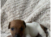 Jack Russell Pups Available