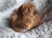 Baby Guinea pigs for sale Ready now