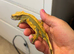 Crested Gecko - Proven Female Olive Harlequin / Partial Pinstripe