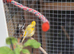 Female fife canary