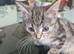 kitten