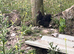 Pekin bantam hens or chicks