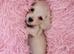 Extra Special Teeny Tiny Cream Girl