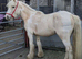 Lemmon and white gelding