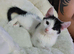 Male kitten