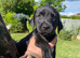 *2 left** kc reg Labrador ready to leave now