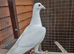 White Logan Hen &ndash; 6 Months Old