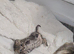 Female Kitten ready 18th march