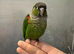 Hand reared baby conure parrot available