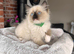 Beautiful Ragdoll Kittens Ready Now.