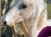 Appaloosa x Welsh section d