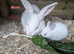 New Zealand Californian Rabbit