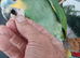 Young Orange-winged Amazon Parrot – 18 Months Old