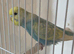 Baby pastel rainbow budgie ring number 4  2026 rung
