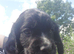 2 boys available in 2 weeks. DWKC registered.