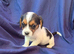 Beautiful Jack Russell Puppies Ready Now