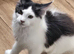 Gorgeous GCCF Registered Maine Coon Boys