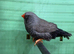 Black cheek charcoal zebra finch