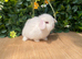 Mini lops Does and bucks