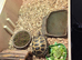Russian horsenfield tortoise