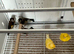 Goldfinch hens