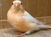 Siberian bullfinch’s