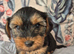 Yorkshire/Biewier terrier puppies