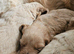 Mini Goldendoodles for sale