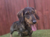 Standard Male Teckel 3 Years Old NOT KC Registered
