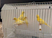 2926 canaries available