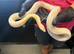Corn snake
