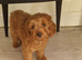 Red Toy Cavapoo Boy