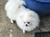 Gorgeous pure white Pom