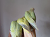 Stunning handreared Silly Tame Mooncheek and Blue Pineapple conure babies