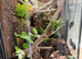 Bio active Dart frog terrarium full set up