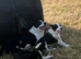 Welsh sheep dog puppies